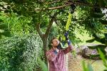 Ryobi OLP1832BX 18V ONE+ Cordless 0.75m Bypass Lopper (Body Only)