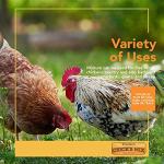Barenbrug Premium Free Range Chicks Mix Forage Seed Mixture, 1 lb, One Pack