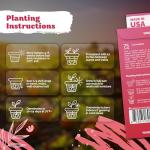 KVITER 75 Cucamelon Seeds for Planting (Melothria Scabra) – Mexican Sour Gherkin Seeds, Gherkin Cucumber, Mexican Mini Watermelon – Heirloom Vegetable Seed for Outdoor & Indoor Garden, Containers