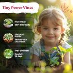 KVITER 75 Cucamelon Seeds for Planting (Melothria Scabra) – Mexican Sour Gherkin Seeds, Gherkin Cucumber, Mexican Mini Watermelon – Heirloom Vegetable Seed for Outdoor & Indoor Garden, Containers