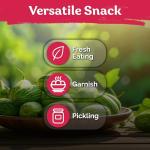 KVITER 75 Cucamelon Seeds for Planting (Melothria Scabra) – Mexican Sour Gherkin Seeds, Gherkin Cucumber, Mexican Mini Watermelon – Heirloom Vegetable Seed for Outdoor & Indoor Garden, Containers