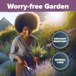 HOME GROWN English Lavender Seeds 2 Pack 3000 Non GMO Wildflower Seed, for Planting Indoor Outdoor High Germination Flower Seeds (Lavandula antustifolia)