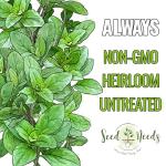 Seed Needs Oregano Seeds for Planting Italian Herbs - Non-GMO Heirloom & Untreated Culinary Herb Seed - Grow Indoors or Outdoors for a Kitchen Garden (1 Pack)