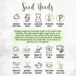 Seed Needs Oregano Seeds for Planting Italian Herbs - Non-GMO Heirloom & Untreated Culinary Herb Seed - Grow Indoors or Outdoors for a Kitchen Garden (1 Pack)