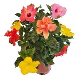 Tropical Plants of Florida Live Hibiscus Bush – Mystery Multi-Color Flowering Shrub in 3 Gallon Pot, 24 to 28” Tall – 2 to 3 Mixed Bloom Colors, Outdoor Tropical Garden Plant
