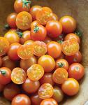 Burpee 'Sun Gold' Hybrid, Sweet Orange Cherry Tomatoes, 30 Non-GMO Seeds