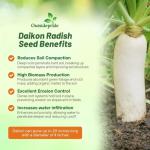 Outsidepride Annual Daikon Radish Seeds - 5 lbs. Chinese, Japanese, & Oriental Radish Seeds for Soil Health, Erosion Control, & Soil Aeration - Ideal for Gardens, Cover Crops, Pastures, & Food Plots