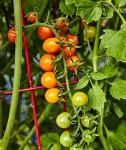 Burpee 'Sun Gold' Hybrid, Sweet Orange Cherry Tomatoes, 30 Non-GMO Seeds
