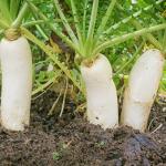 Outsidepride Annual Daikon Radish Seeds - 5 lbs. Chinese, Japanese, & Oriental Radish Seeds for Soil Health, Erosion Control, & Soil Aeration - Ideal for Gardens, Cover Crops, Pastures, & Food Plots