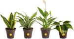 Costa Farms Live Indoor Plant Pack in Plastic Pots, Easy to Maintain, Air Purifying Indoor Houseplants, Assorted Varieties, Room or Office Decor, House Warming Gift, 8-12 Inches Tall, Pack of 4