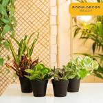 Costa Farms Live Indoor Plant Pack in Plastic Pots, Easy to Maintain, Air Purifying Indoor Houseplants, Assorted Varieties, Room or Office Decor, House Warming Gift, 8-12 Inches Tall, Pack of 4