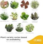 Costa Farms Live Indoor Plant Pack in Plastic Pots, Easy to Maintain, Air Purifying Indoor Houseplants, Assorted Varieties, Room or Office Decor, House Warming Gift, 8-12 Inches Tall, Pack of 4