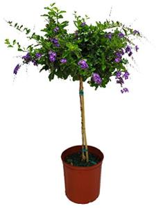 Duranta Tree Live Plant - Purple Showers - Overall Height 36" to 42" - Tropical Plants of Florida (Plant in Growers Pot)