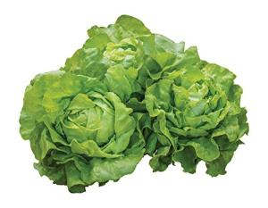 Burpee Dynamite Lettuce Seeds 500 seeds