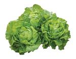Burpee Dynamite Lettuce Seeds 500 seeds