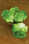 Burpee Dynamite Lettuce Seeds 500 seeds