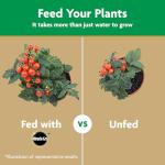 Tomato Plant Food - Miracle-Gro Water Soluble