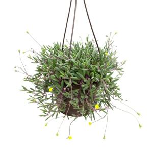 Ruby Necklace Succulent Vine Hanging Basket, Othonna capensis, Live Succulents Plants Live Houseplants, House Plants Indoors Live Indoor House Plants, Unique Live Plant Basket by Plants for Pets