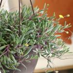 Ruby Necklace Succulent Vine Hanging Basket, Othonna capensis, Live Succulents Plants Live Houseplants, House Plants Indoors Live Indoor House Plants, Unique Live Plant Basket by Plants for Pets