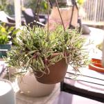 Ruby Necklace Succulent Vine Hanging Basket, Othonna capensis, Live Succulents Plants Live Houseplants, House Plants Indoors Live Indoor House Plants, Unique Live Plant Basket by Plants for Pets