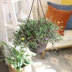 Ruby Necklace Succulent Vine Hanging Basket, Othonna capensis, Live Succulents Plants Live Houseplants, House Plants Indoors Live Indoor House Plants, Unique Live Plant Basket by Plants for Pets