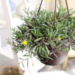 Ruby Necklace Succulent Vine Hanging Basket, Othonna capensis, Live Succulents Plants Live Houseplants, House Plants Indoors Live Indoor House Plants, Unique Live Plant Basket by Plants for Pets