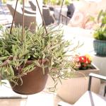 Ruby Necklace Succulent Vine Hanging Basket, Othonna capensis, Live Succulents Plants Live Houseplants, House Plants Indoors Live Indoor House Plants, Unique Live Plant Basket by Plants for Pets