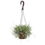 Ruby Necklace Succulent Vine Hanging Basket, Othonna capensis, Live Succulents Plants Live Houseplants, House Plants Indoors Live Indoor House Plants, Unique Live Plant Basket by Plants for Pets