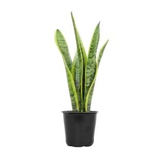 Live Snake Plant, Sansevieria trifasciata Laurentii, Fully Rooted Indoor House Plant in Pot, Mother in Law Tongue Sansevieria Plant, Potted Succulent Plants, Sansevieria laurentii by Plants for Pets