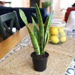 Live Snake Plant, Sansevieria trifasciata Laurentii, Fully Rooted Indoor House Plant in Pot, Mother in Law Tongue Sansevieria Plant, Potted Succulent Plants, Sansevieria laurentii by Plants for Pets