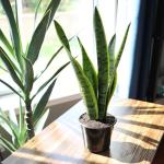 Live Snake Plant, Sansevieria trifasciata Laurentii, Fully Rooted Indoor House Plant in Pot, Mother in Law Tongue Sansevieria Plant, Potted Succulent Plants, Sansevieria laurentii by Plants for Pets