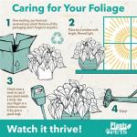 Live Snake Plant, Sansevieria trifasciata Laurentii, Fully Rooted Indoor House Plant in Pot, Mother in Law Tongue Sansevieria Plant, Potted Succulent Plants, Sansevieria laurentii by Plants for Pets