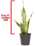Live Snake Plant, Sansevieria trifasciata Laurentii, Fully Rooted Indoor House Plant in Pot, Mother in Law Tongue Sansevieria Plant, Potted Succulent Plants, Sansevieria laurentii by Plants for Pets