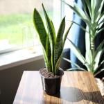 Live Snake Plant, Sansevieria trifasciata Laurentii, Fully Rooted Indoor House Plant in Pot, Mother in Law Tongue Sansevieria Plant, Potted Succulent Plants, Sansevieria laurentii by Plants for Pets