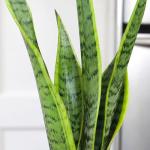 Live Snake Plant, Sansevieria trifasciata Laurentii, Fully Rooted Indoor House Plant in Pot, Mother in Law Tongue Sansevieria Plant, Potted Succulent Plants, Sansevieria laurentii by Plants for Pets