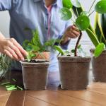 JERIA 30 Pack 5/6/7 Inch Clear Nursery Pots with Drainage Holes, Clear Plant Pot for Planting, Transparent Plastic Plant Pots,Durable Seed Starting Pot for Succulents