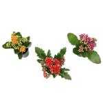 Kalanchoe Flower Plants 3PK, Desk Plant Decor, Live Succulent Gifts for Plant Lovers Gift Ideas, Kalanchoe Plants Live Houseplants Live Indoor, Live Succulents Plants Live Flowers by Plants for Pets