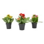Kalanchoe Flower Plants 3PK, Desk Plant Decor, Live Succulent Gifts for Plant Lovers Gift Ideas, Kalanchoe Plants Live Houseplants Live Indoor, Live Succulents Plants Live Flowers by Plants for Pets
