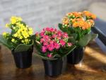 Kalanchoe Flower Plants 3PK, Desk Plant Decor, Live Succulent Gifts for Plant Lovers Gift Ideas, Kalanchoe Plants Live Houseplants Live Indoor, Live Succulents Plants Live Flowers by Plants for Pets