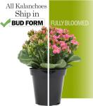 Kalanchoe Flower Plants 3PK, Desk Plant Decor, Live Succulent Gifts for Plant Lovers Gift Ideas, Kalanchoe Plants Live Houseplants Live Indoor, Live Succulents Plants Live Flowers by Plants for Pets