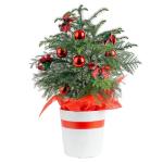 Costa Farms Norfolk Island Pine, Live Christmas Tree Plant in Holiday Decorative Plant Pot, Includes Ornaments, Indoor Houseplant, Holiday Room Décor, Decorations, or Gift, 16-22 Inches Tall