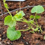 Seed Needs Cucamelon Seeds for Planting Mexican Sour Gherkin Miniature Mouse Melons - Non-GMO Heirloom & Untreated - Grow a Home Grown Indoor Outdoor Vegetable Garden (1 Pack)