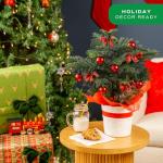 Costa Farms Norfolk Island Pine, Live Christmas Tree Plant in Holiday Decorative Plant Pot, Includes Ornaments, Indoor Houseplant, Holiday Room Décor, Decorations, or Gift, 16-22 Inches Tall