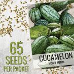 Seed Needs Cucamelon Seeds for Planting Mexican Sour Gherkin Miniature Mouse Melons - Non-GMO Heirloom & Untreated - Grow a Home Grown Indoor Outdoor Vegetable Garden (1 Pack)