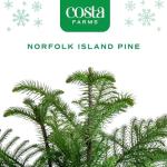 Costa Farms Norfolk Island Pine, Live Christmas Tree Plant in Holiday Decorative Plant Pot, Includes Ornaments, Indoor Houseplant, Holiday Room Décor, Decorations, or Gift, 16-22 Inches Tall