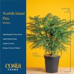 Costa Farms Norfolk Island Pine, Live Christmas Tree Plant in Holiday Decorative Plant Pot, Includes Ornaments, Indoor Houseplant, Holiday Room Décor, Decorations, or Gift, 16-22 Inches Tall