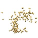 Seed Needs Cucamelon Seeds for Planting Mexican Sour Gherkin Miniature Mouse Melons - Non-GMO Heirloom & Untreated - Grow a Home Grown Indoor Outdoor Vegetable Garden (1 Pack)