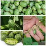 Seed Needs Cucamelon Seeds for Planting Mexican Sour Gherkin Miniature Mouse Melons - Non-GMO Heirloom & Untreated - Grow a Home Grown Indoor Outdoor Vegetable Garden (1 Pack)