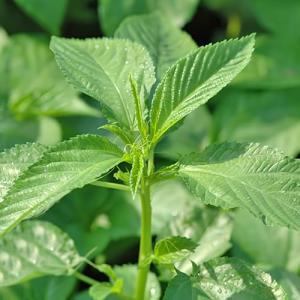 2000+ Seeds Egyptian Spinach, Jute Plant, Corchorus Olitorius Molokhia, Ewedu, Jute, Saluyot Seeds, Rau Đay Xanh, green