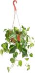 Shop Succulents Heartleaf Philodenron Brasil Hanging Plant, Live Indoor Plant, Easy Care Hanging Ivy Houseplant in Nursery Pot, Air Purifying Plant in Soil, Housewarming, Home Décor, Trails 2-4 Feet